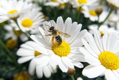 Световен ден на пчелите, пчели