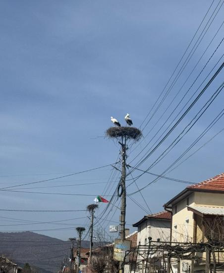 Община Симитли (121), Симитли Инфо (3418), Първите щъркели (3723), Щъркел (221)