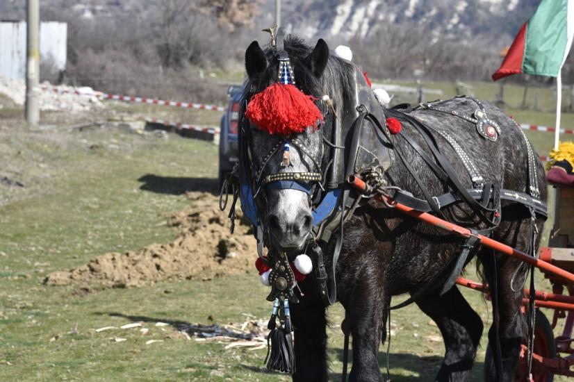 Община Симитли (121), Симитли Инфо (3418), Тодоровден (281), село Крупник (143), коне (792), водосвет (1759)