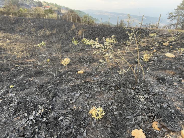 Община Симитли, пожар, локализиран пожар