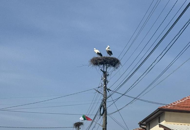 Община Симитли (121), Симитли Инфо (3418), Първите щъркели (3723), Щъркел (221)