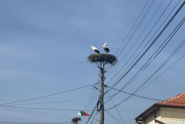 Община Симитли (121), Симитли Инфо (3418), Първите щъркели (3723), Щъркел (221)